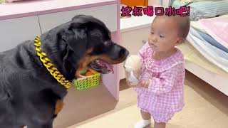 就是稀罕人类幼崽！看坨叔兢兢业业带娃的一天#一坨 #罗威纳 #罗威纳护卫犬 #向威和一坨 #搞笑 #funny #pets #萌宠 #萌宠出道计划 #petsvlog #trending #dogs
