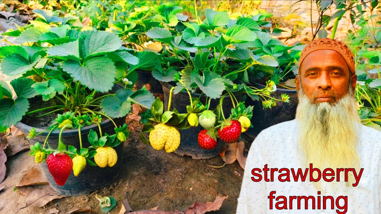 স্ট্রবেরি চাষের সহজ উপায়। Strawberry Farming video.