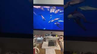 My Dolphins On My Mac