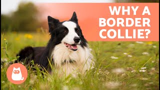 5 ADVANTAGES and DISADVANTAGES of Adopting a BORDER COLLIE ✅