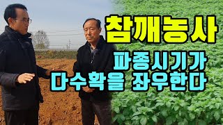 참깨농사 파종시기가 다수확을 좌우한다