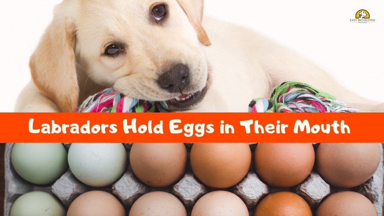 Labradors Hold Eggs in Their Mouth Dog Egg Challenge YouTube