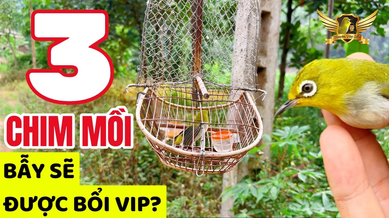 3. Приманка для ловли птиц. Эта птица очень хороша, но её очень трудно поймать. И чем заканчивает...