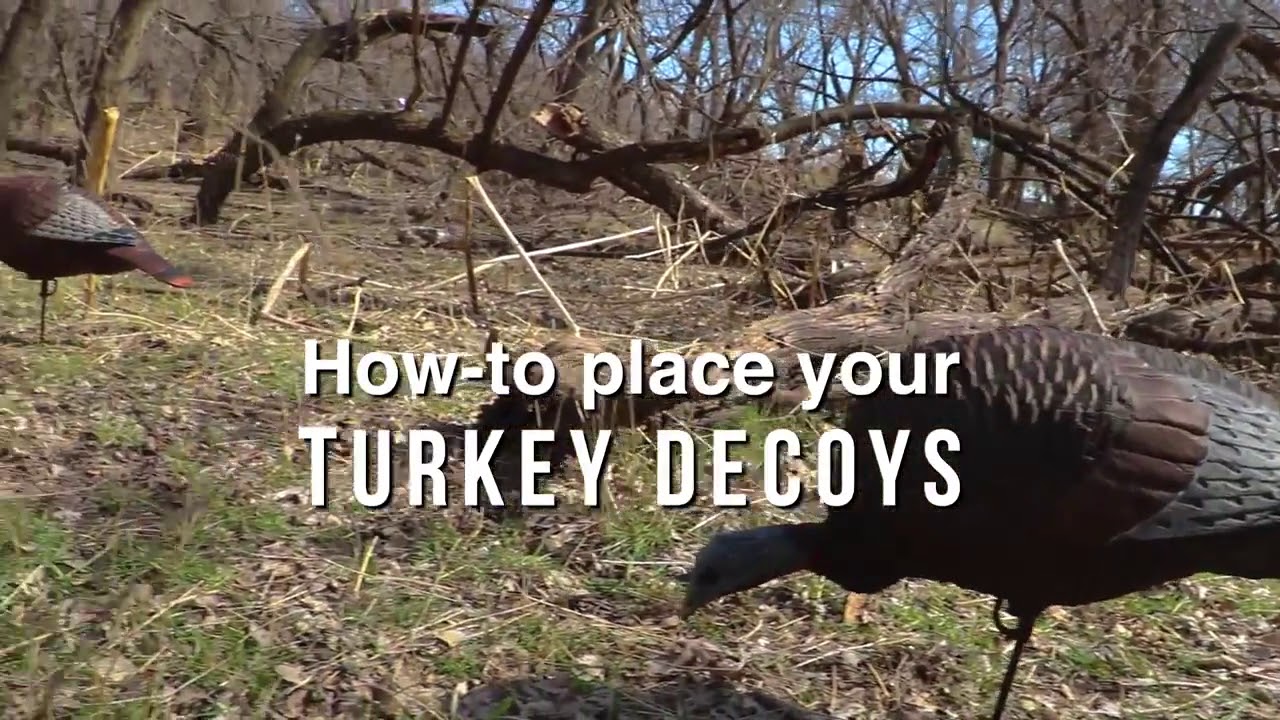 The Best Decoy Strategies for Spring Turkey Hunting YouTube