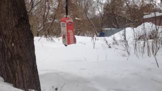 Синицы. Птицы в кормушке. birds eat.Птицы Сибири. Синицы. Птицы в кормушке. birds eat.Птицы Сибири.