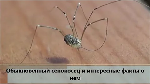 Обыкновенный сенокосец и интересные факты о нем