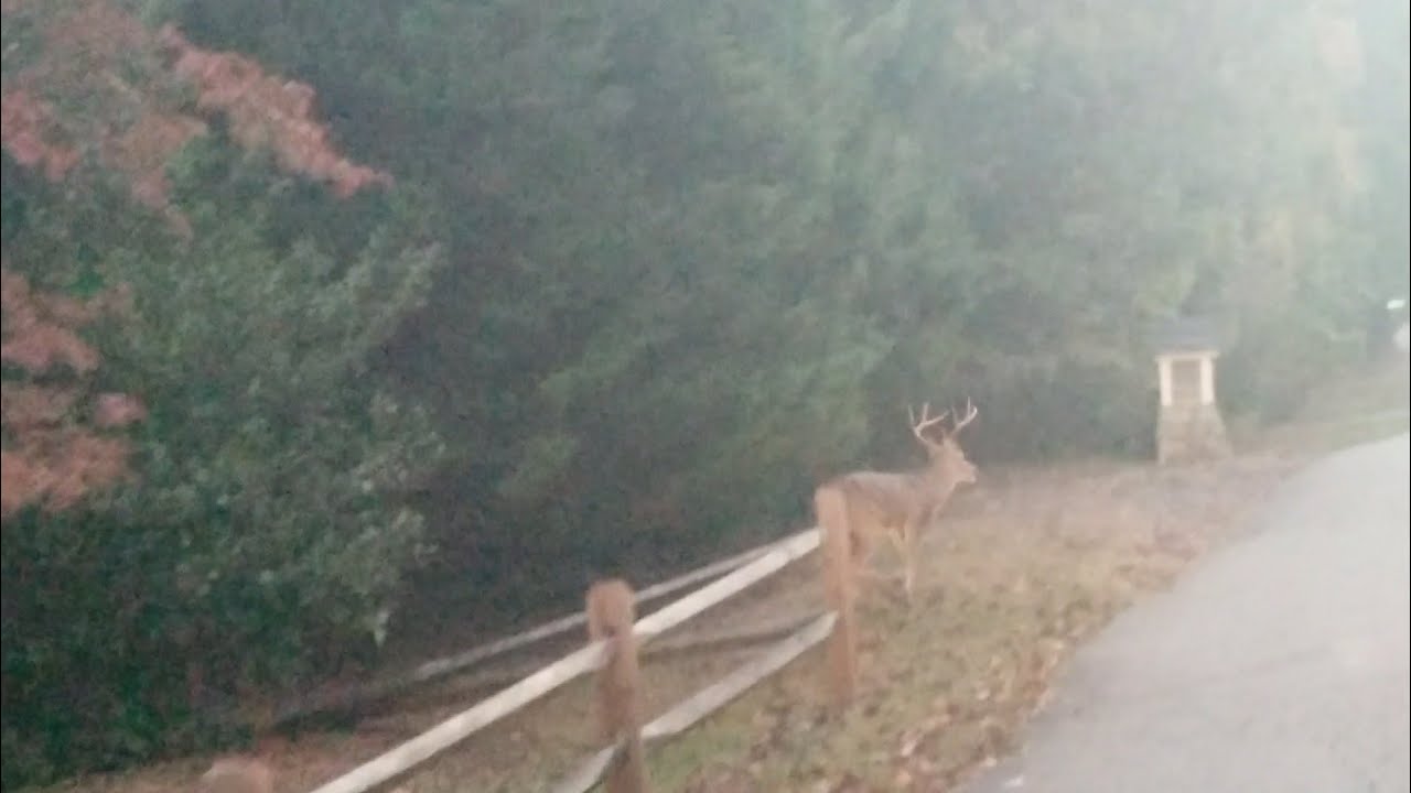 Monster Whitetail Buck (Charlotte NC 2018)