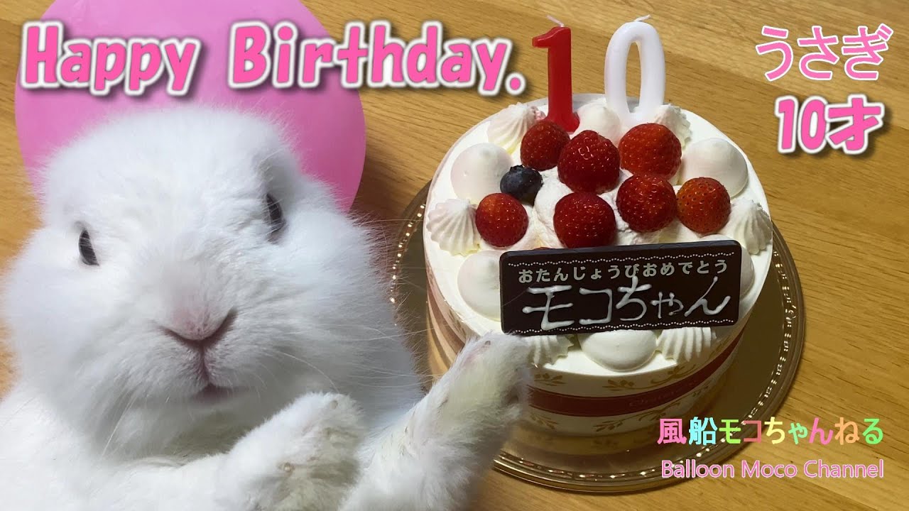 高齢うさぎ】モコちゃん10才のお誕生日おめでとう - YouTube