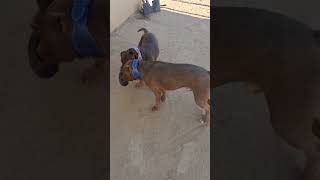 Pitbulls Playing Tug Of War Please Hit The Subscribe On