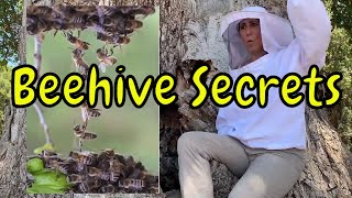 How Do Bees Make Their Hives? / Why Do Bees Build Hexagonal Honeycombs?