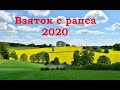 Взяток с рапса 2020. То плюс, то минус...