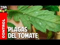 Plagas mas comunes del Cultivo de Tomate