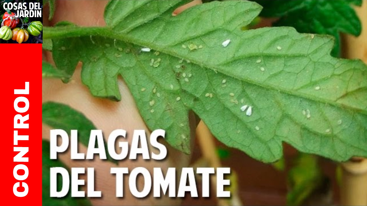 Nunca ignores estas plantas Son las mejores que se pueden desear tener en el hogar para alejar a los insectos Nunca ignores estas plantas Son las mejores que se pueden desear tener en el hogar para alejar a los insectos