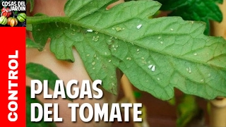 Plagas mas comunes del Cultivo de Tomate @cosasdeljardin