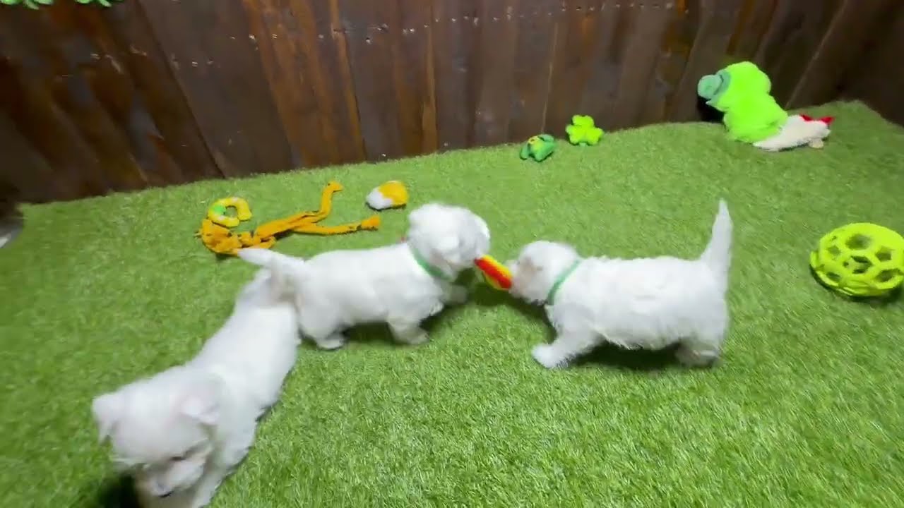 Skye's Pups (Feb 2026)