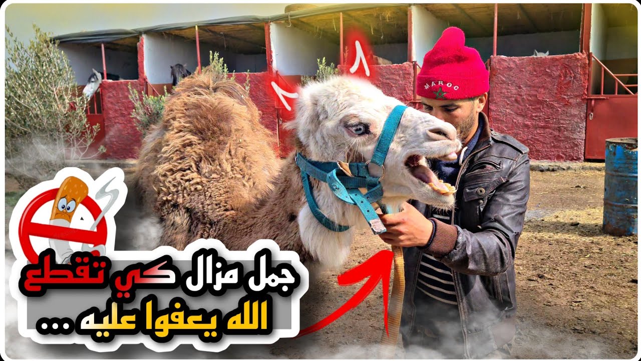 أخر الزمان ... جمل المقطوع بغينا نعالجوه من الجربة هو يتقطع علينا 😔 باقي منساش بلية الكاروا 🚭.....