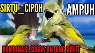 SUARA PIKAT BURUNG SOGOK ONTONG RIBUT KOMBINASI SIRTU_CIPOH