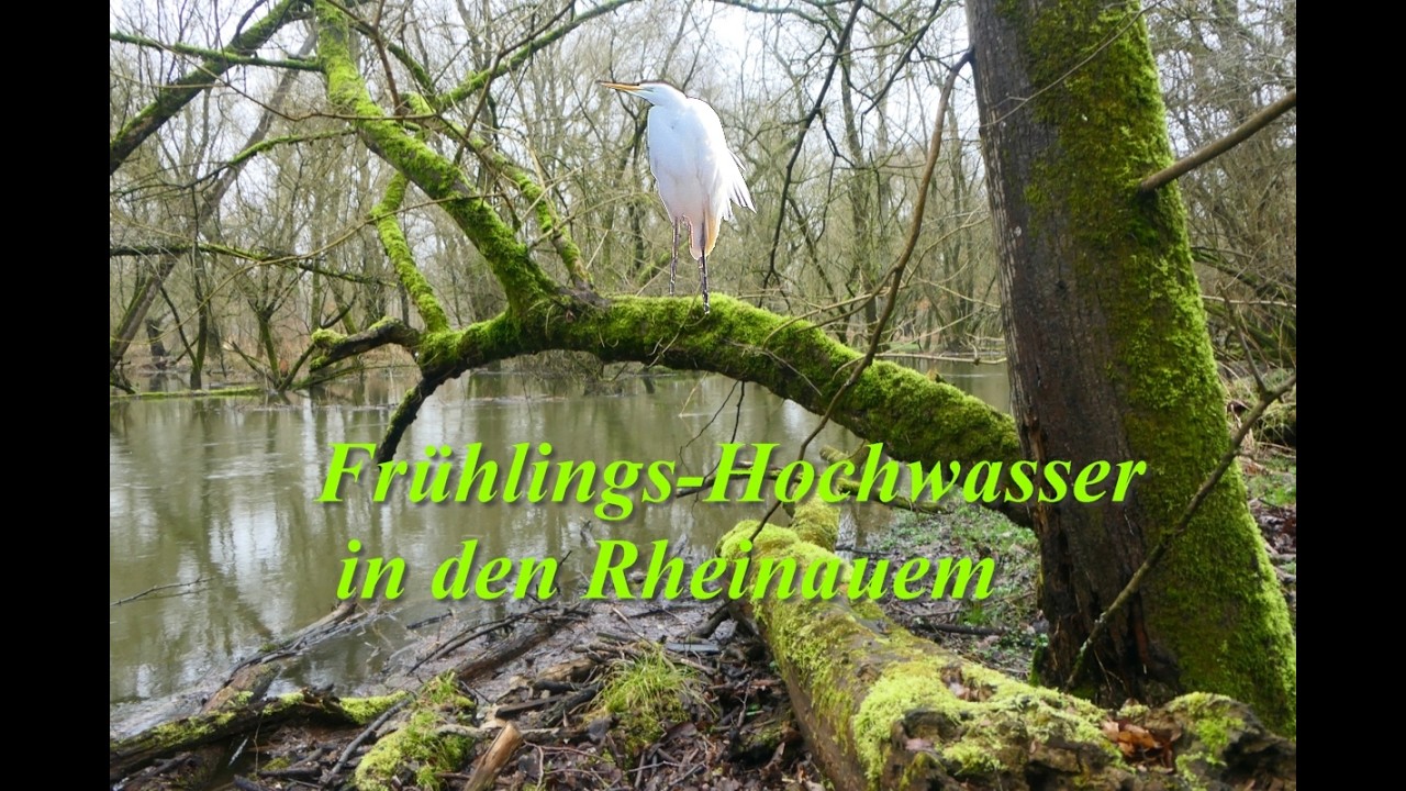 Erste Frühlingsimpressionen in den Rheinauen, Vögel, Wasser, Vogelgezwitscher. Spring has arrived!