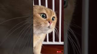 Cat Freeze clone failed #cat #funnycats #merrickhanna #catfails