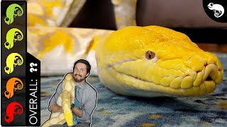 Reticulated Python, The Best Pet Snake?