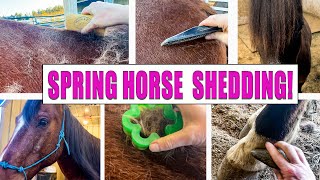 Testing Horse Shedding Tools - Hairy Horse Grooming - So Satisfying!