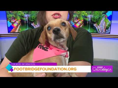 Dolly our friendly furry friend is looking for her home | Great Day SA