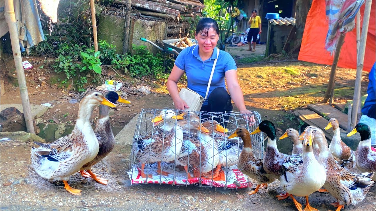 TU sells the first batch of ducks Harvest papaya and forest leaves for livestock Peaceful day