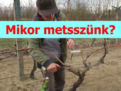 Videó: Mikor metsszük a fremontodendront?