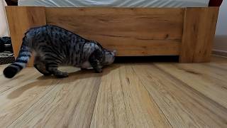 Cat defies physics - THE BEGINNING