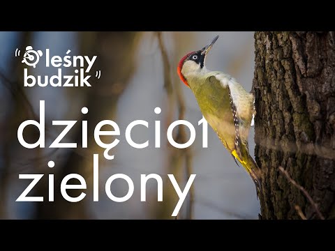 Wideo: Zielony chichot: styl życia, piosenki, siedlisko