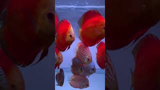 1st January 2023 | Happy New Year | Discus fish tank update | Aquarium | King of Aquarium | Malaysia