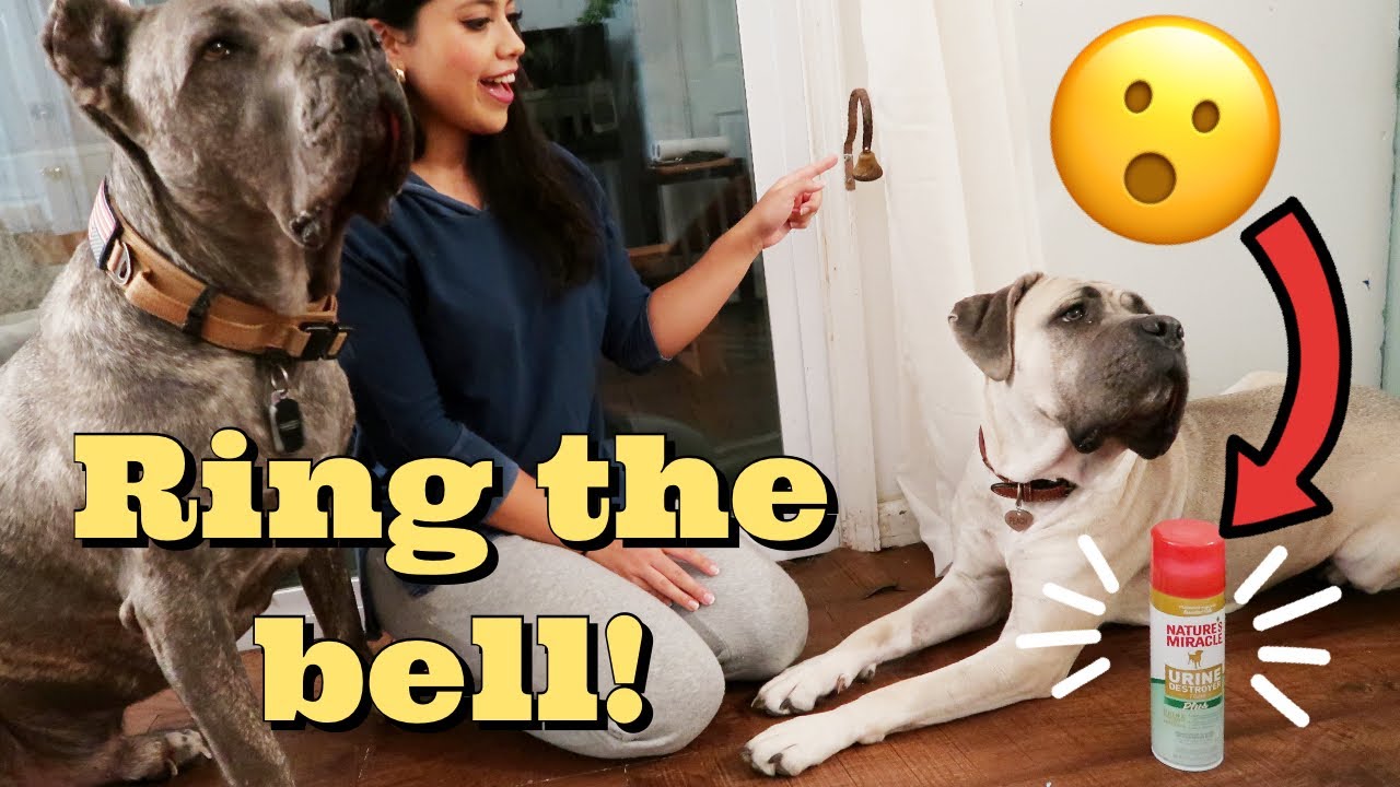 How Long Does It Take To Potty Train A Cane Corso