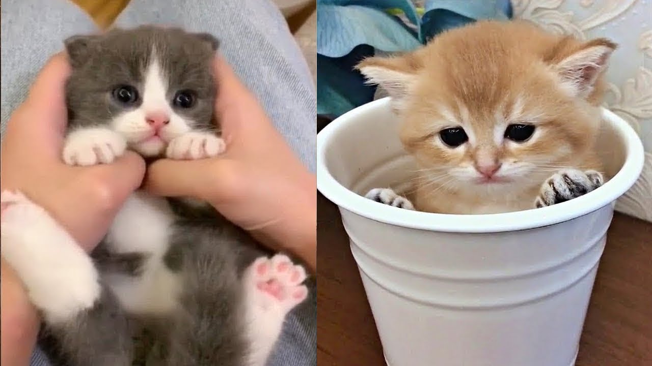 I'm 100% sure you will want a kittens I'm 100% sure you will want a kittens
