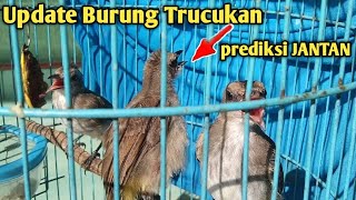 Update Pertumbuhan Anakan Burung Trucukan Yang 2 Minggu Lalu Di Panin