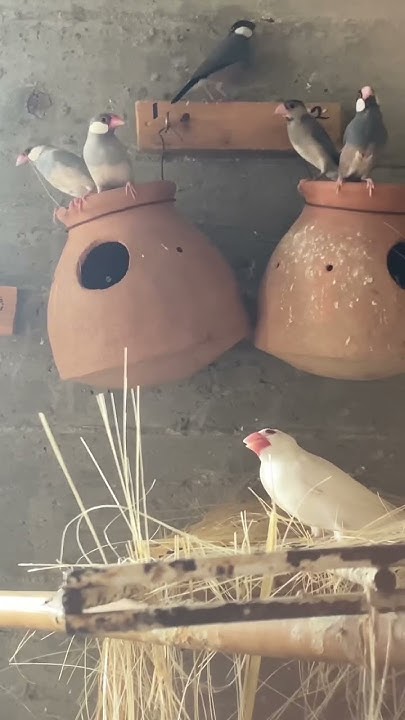 #birds Java - YouTube
