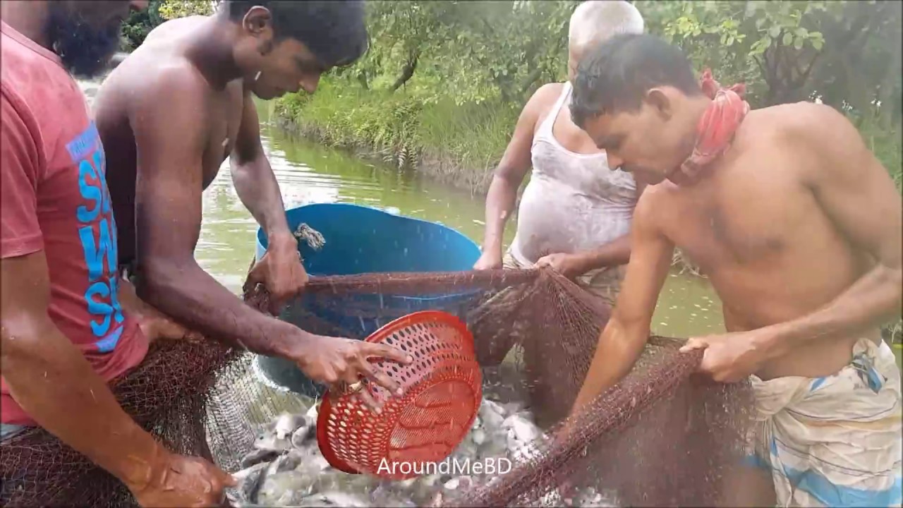 Traditional Village Fishing - Catching Tilapia Fish Using Big Net & Sale To Countryside Fish Market