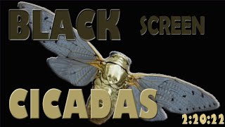 ASМR 2:20 a.m. Black Screen & Chirping of night Cicadas