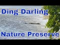 Sanibel Island Vlog 2021 - Spotting Alligators at Ding Darling Wildlife Refuge