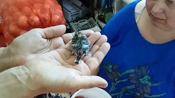 Кормим птенца синицы🐦🐛🐛🐛🐛