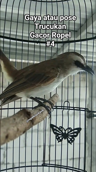 gaya atau pose trucukan gacor ropel #3. #hobiburung #trucukangacor #trucukanropel #trucukangoklik