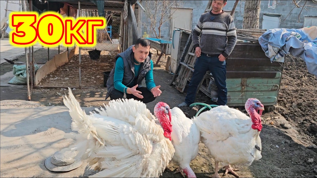 Койдек катта Емлайдиган куркалар