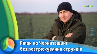 Ріпак на Чернігівщині входить у зиму / СуперАгроном