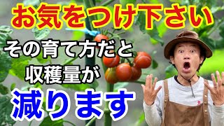 【初めが肝心】トマトを絶対成功させる栽培のコツ教えます　　　       【カーメン君】【園芸】【ガーデニング】【初心者】