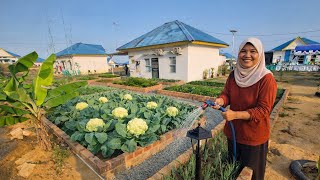 KEBUN & UMKM DI PEKARANGAN WARGA BARU REMPANG ECO CITY, TRANSMIGRASI LOKAL BATAM, KEPULAUAN RIAU