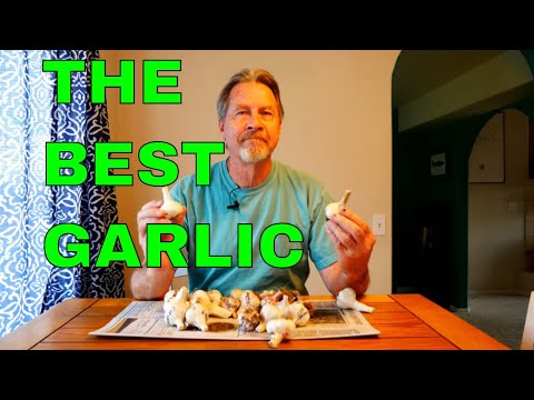 Video: Co je porcelánový česnek – informace o odrůdách a pěstování porcelánového česneku