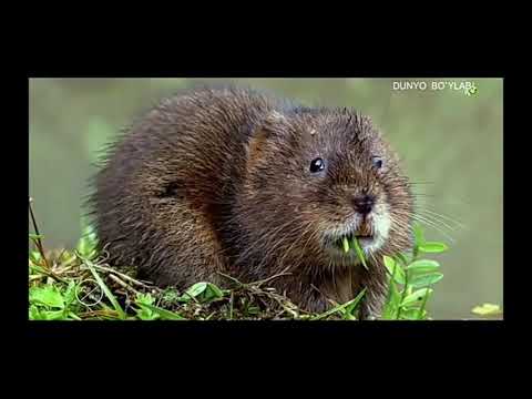 Video: Yangi Zelandiyada yovvoyi tabiatda kivilarni qayerda ko'rish mumkin