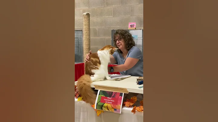 Video 5806641: boy maine coon cat, maine coon cats show