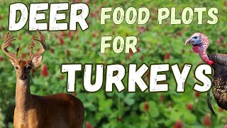 We manage DEER food plots for TURKEYS