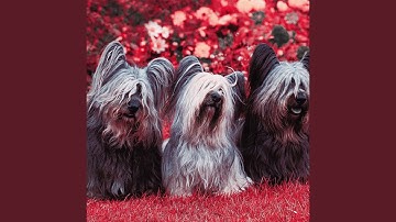 Pulsating Moods for Pleased Puppies