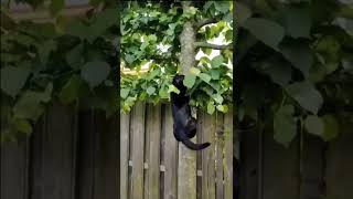 Cat Falling Out Of Tree And Chased By Other Cat And Flying Through Space